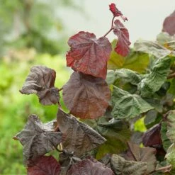 Hassel 'Red Majestic', 3-pack -Garden Supplies Sales 2024 rodbladig ormhassel red majestic 2 2