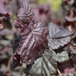 Hassel 'Red Majestic', 1-pack -Garden Supplies Sales 2024 rodbladig ormhassel red majestic 3