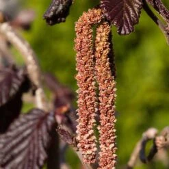 Rödbladig Ormhassel 'Red Majestic' 9 Rödbladig Ormhassel 'Red Majestic' -Garden Supplies Sales 2024 rodbladig ormhassel red majestic 4 3