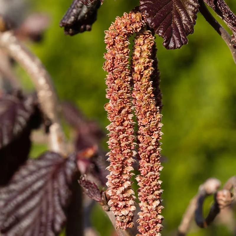 Rödbladig Ormhassel 'Red Majestic' 6 Rödbladig Ormhassel 'Red Majestic' - Image 4