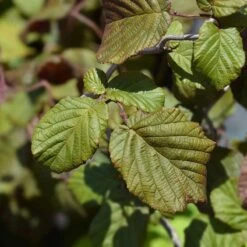 Hassel 'Red Majestic', 5-pack -Garden Supplies Sales 2024 rodbladig ormhassel red majestic 5 1