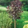 Rödbladig Perukbuske 'Royal Purple', 1-pack 1 Rödbladig Perukbuske 'Royal Purple', 1-pack -Garden Supplies Sales 2024 rodbladig perukbuske royal purple 1