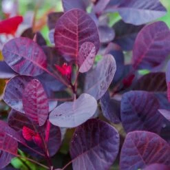 Rödbladig Perukbuske 'Royal Purple', 1-pack -Garden Supplies Sales 2024 rodbladig perukbuske royal purple 2 1