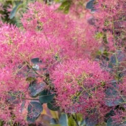 Rödbladig Perukbuske 'Royal Purple', 1-pack -Garden Supplies Sales 2024 rodbladig perukbuske royal purple 4 1