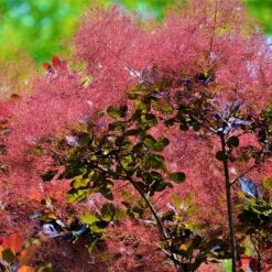 Rödbladig Perukbuske 'Royal Purple', 1-pack -Garden Supplies Sales 2024 rodbladig perukbuske royal purple 5 1