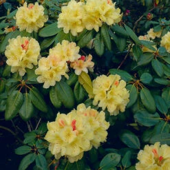 Rhododendron 'Flava' 5 Rhododendron 'Flava' -Garden Supplies Sales 2024 rododendronbuske med gula blommor