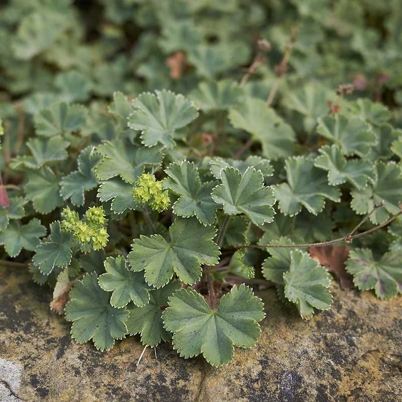 Rödskaftig Daggkåpa, 6-pack 4 Rödskaftig Daggkåpa, 6-pack - Image 2