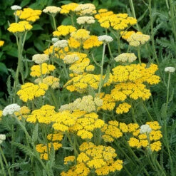 Gyllenröllika 'Coronation Gold', 6-pack