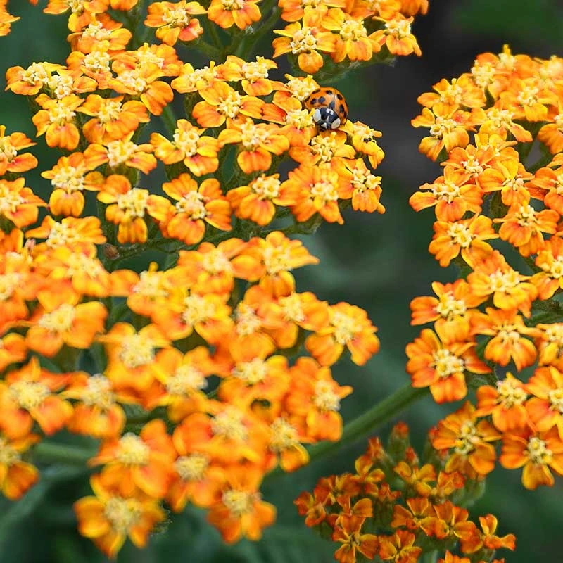 Gyllenöllika 'Terracotta', 6-pack 3 Gyllenöllika 'Terracotta', 6-pack