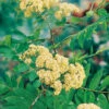 Rönn 50-80 Cm, 100-pack -Garden Supplies Sales 2024 ronn sorbus aucuparia
