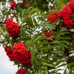 Rönn, Högstam St.omf. 8-10cm