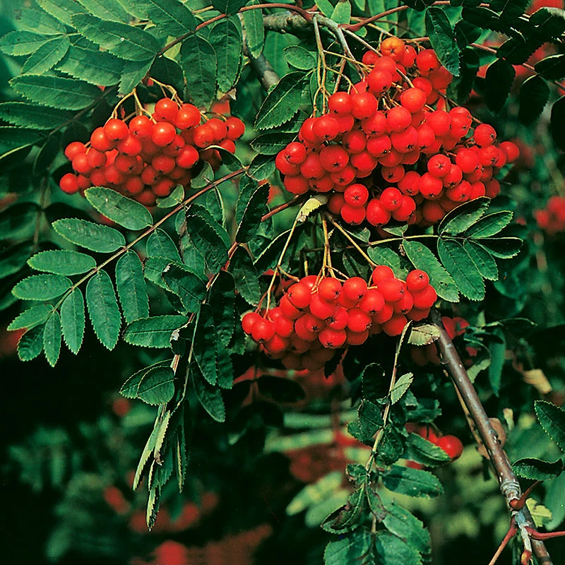 Rönn 50-80 Cm, 100-pack 4 Rönn 50-80 Cm, 100-pack - Image 2