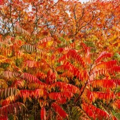 Rönnsumak, 5-pack -Garden Supplies Sales 2024 ronnsumak 3