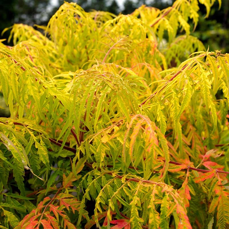 Rönnsumak 'Tiger Eyes', 1-pack 3 Rönnsumak 'Tiger Eyes', 1-pack