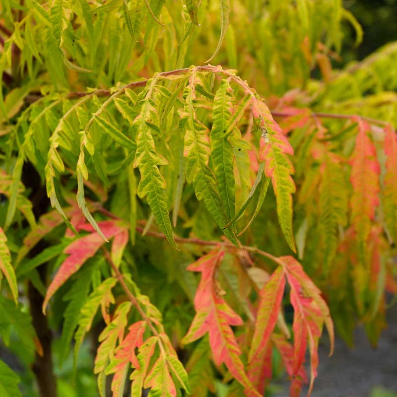 Rönnsumak 'Tiger Eyes', 3-pack 4 Rönnsumak 'Tiger Eyes', 3-pack - Image 2