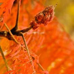 Rönnsumak 'Tiger Eyes', 1-pack 7 Rönnsumak 'Tiger Eyes', 1-pack -Garden Supplies Sales 2024 ronnsumak tiger eyes 3 1