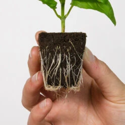 Root Riot, 100-pack 7 Root Riot, 100-pack -Garden Supplies Sales 2024 root riot rotning