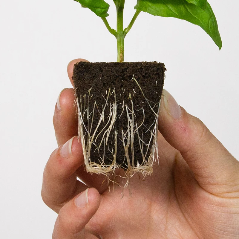 Root Riot, 100-pack 5 Root Riot, 100-pack - Image 3