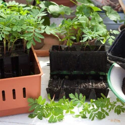 Minidrivhus Rootmaster, Svart -Garden Supplies Sales 2024 rootmaster pluggplantering 1