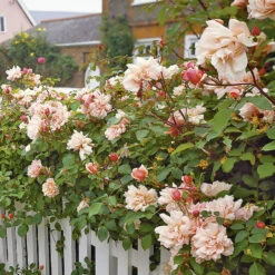 Ros 'Albertine' -Garden Supplies Sales 2024 ros albertine