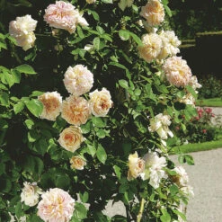 Ros 'Alchymist' -Garden Supplies Sales 2024 ros alchymist