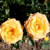 Ros 'Amber Flush' 1 Ros 'Amber Flush' -Garden Supplies Sales 2024 ros amber flush
