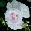Ros 'Aspirin Rose' -Garden Supplies Sales 2024 ros aspirin rose