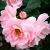 Floribundaros 'Astrid Lindgren' -Garden Supplies Sales 2024 ros astrid lindgren