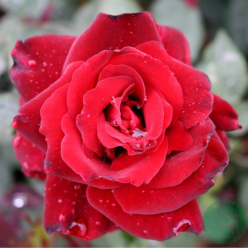 Ros 'Barkarole' 3 Ros 'Barkarole'