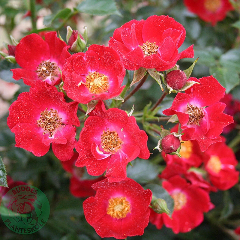 Ros 'Bassino' 3 Ros 'Bassino'