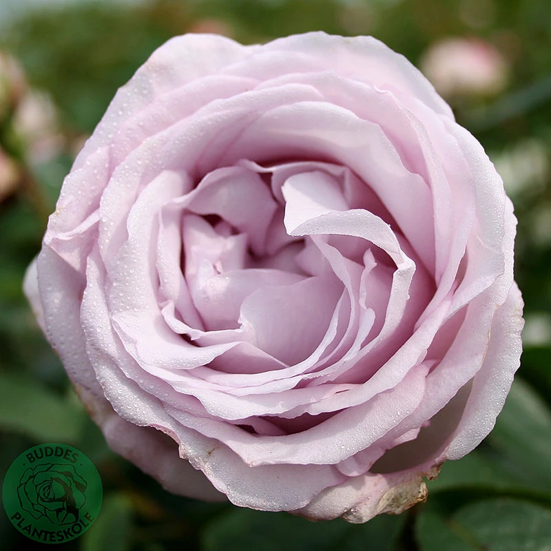 Ros 'Bering Renaissance' 3 Ros 'Bering Renaissance'