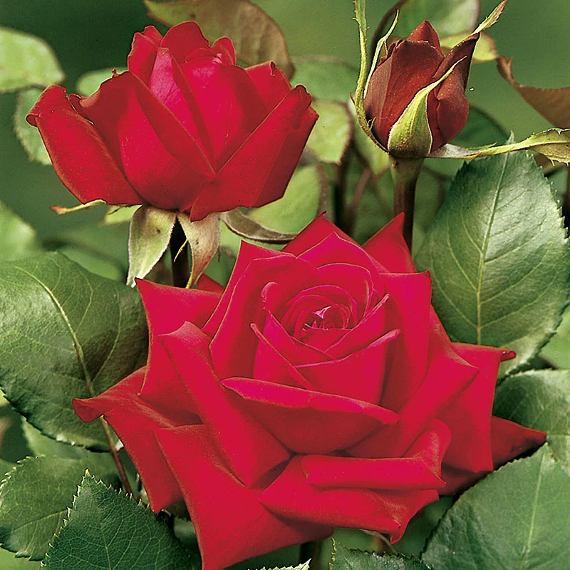 Ros 'Burgund 81' 3 Ros 'Burgund 81'