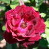Ros 'Burgundy Ice' 2 Ros 'Burgundy Ice' -Garden Supplies Sales 2024 ros burgundy ice
