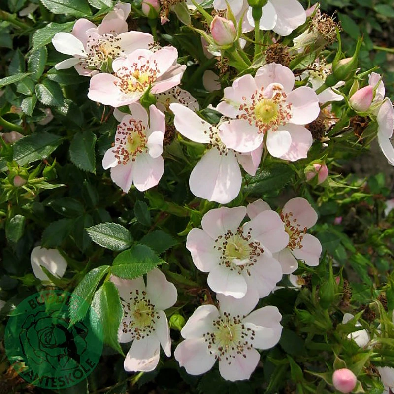 Ros 'Butterflies Cover' 3 Ros 'Butterflies Cover'