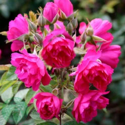 Ros 'F.J. Grootendorst'