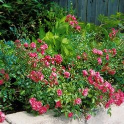 Ros 'Fairy Dance' -Garden Supplies Sales 2024 ros fairy dance i rabatten