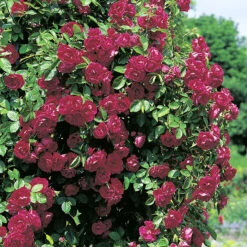 Ros 'Flammentanz' -Garden Supplies Sales 2024 ros flammentanz