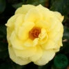 Ros 'Friesia' -Garden Supplies Sales 2024 ros friesia