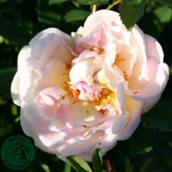 Ros 'Frühlingsduft'