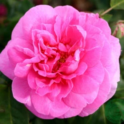 Ros 'Gertrude Jekyll'