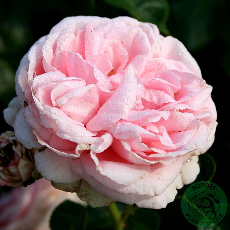 Ros 'Giardina' 3 Ros 'Giardina'