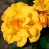 Ros 'Goldmarie' 2 Ros 'Goldmarie' -Garden Supplies Sales 2024 ros goldmarie