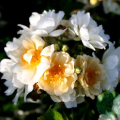 Ros 'Helenae Hybrida'