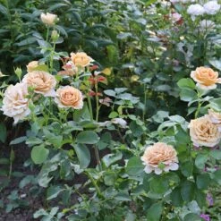 Ros 'Honey Dijon' -Garden Supplies Sales 2024 ros honey dijon i rabatt