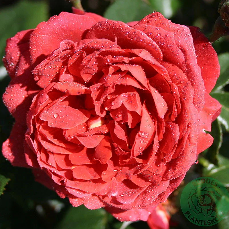 Ros 'Hot Chocolate' 3 Ros 'Hot Chocolate'