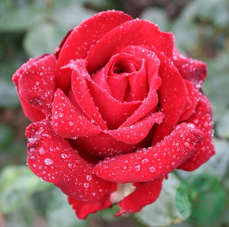 Ros 'Ingrid Bergman' 3 Ros 'Ingrid Bergman'