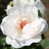 Ros 'Jacqueline Du Pré' 1 Ros 'Jacqueline Du Pré' -Garden Supplies Sales 2024 ros jacqueline du pre