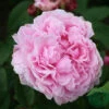 Ros 'Jacques Cartier' -Garden Supplies Sales 2024 ros jacques cartier