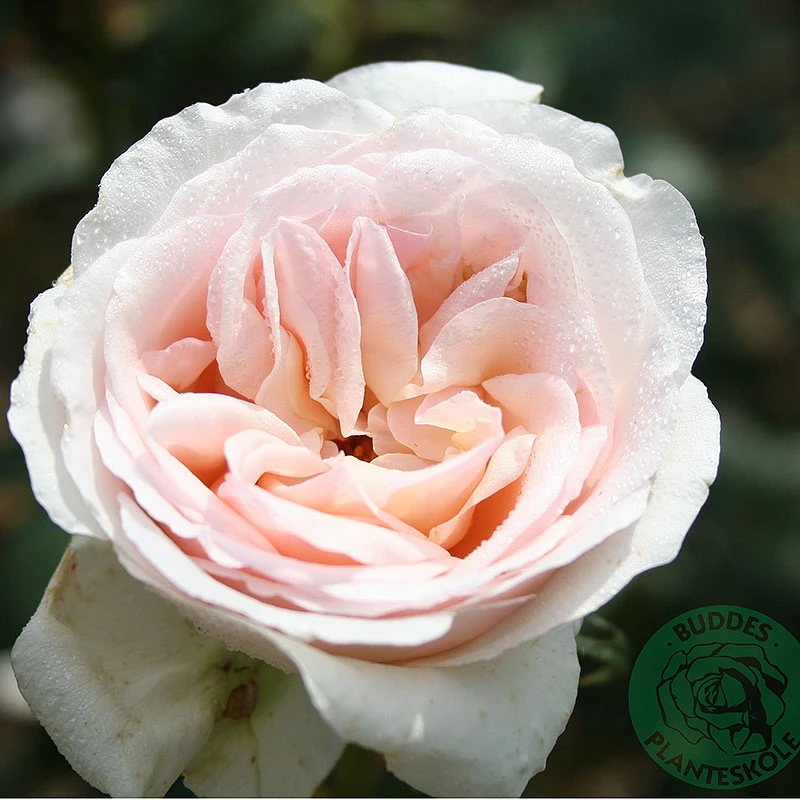 Ros 'Julia Renaissance' 3 Ros 'Julia Renaissance'