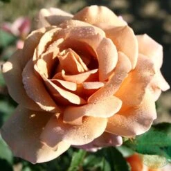 Ros 'Koko Loko' -Garden Supplies Sales 2024 ros koko loko 1 pack